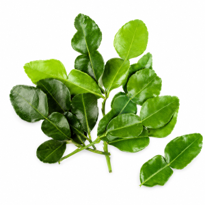DAUN JERUK