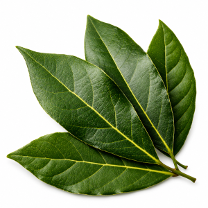 DAUN SALAM