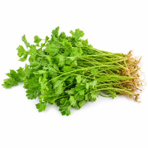 DAUN SELEDRI